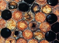 Foulbrood american este o boală periculoasă a albinelor