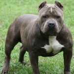 American Pit Bull Terrier (55 de fotografii) este într-adevăr un câine ucigaș