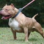 American Pit Bull Terrier (55 de fotografii) este într-adevăr un câine ucigaș