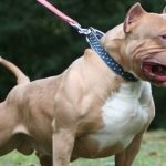 American Pit Bull Terrier (55 de fotografii) este într-adevăr un câine ucigaș
