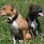 American Pit Bull Terrier (55 de fotografii) este într-adevăr un câine ucigaș