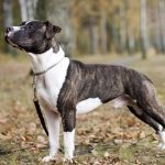 American Pit Bull Terrier (55 de fotografii) este într-adevăr un câine ucigaș