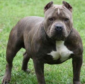 American Pit Bull Terrier (55 de fotografii) este într-adevăr un câine ucigaș