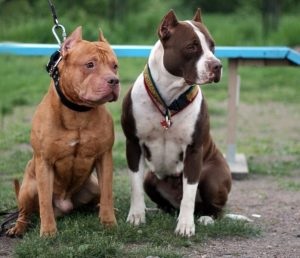 American Pit Bull Terrier (55 de fotografii) este într-adevăr un câine ucigaș