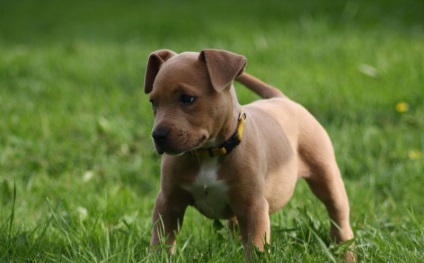 American Pit Bull Terrier (55 de fotografii) este într-adevăr un câine ucigaș