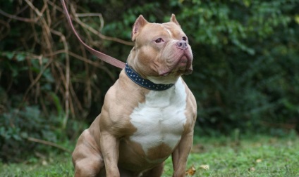 American Pit Bull Terrier (55 de fotografii) este într-adevăr un câine ucigaș