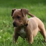 American Pit Bull Terrier (55 de fotografii) este într-adevăr un câine ucigaș