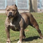 American Pit Bull Terrier (55 de fotografii) este într-adevăr un câine ucigaș