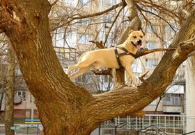 American Staffordshire Terrier se strecoară prin copaci