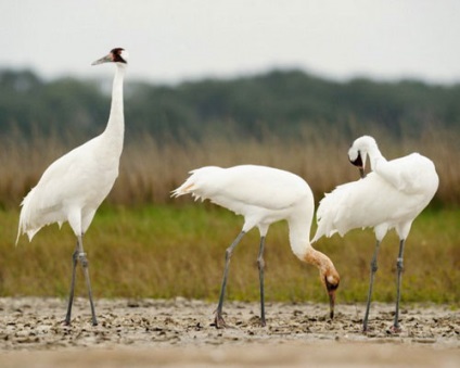 Crane americane, fotografie