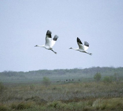 Crane americane, fotografie