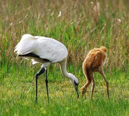 Crane americane, fotografie