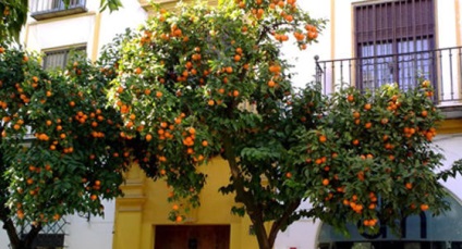 Pomi fructiferi din Sevilla-Spania