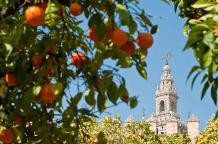 Pomi fructiferi din Sevilla-Spania