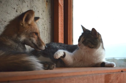 Și vă place o foxes mana vulpe mana trăiesc cu pisici și câini, revista estemine
