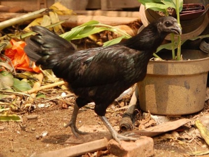 Ayam Tsemani - un cocoș negru rar