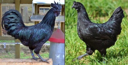 Ayam Tsemani - un cocoș negru rar