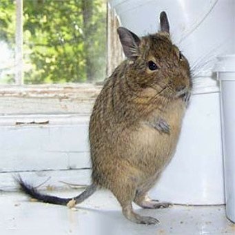 Sarcina degus