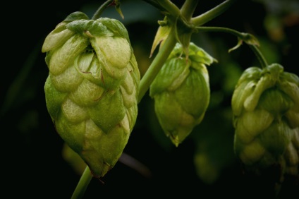 Foretcup spout - reproducere, plantare și îngrijire