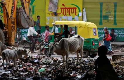 Copiii străzii de ce vacile fără adăpost au devenit o problemă în India