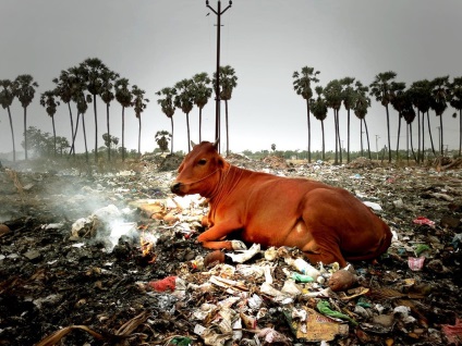 Copiii străzii de ce vacile fără adăpost au devenit o problemă în India