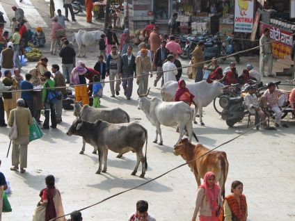 Copiii străzii de ce vacile fără adăpost au devenit o problemă în India