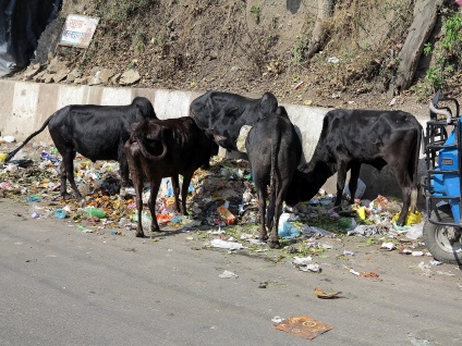 Copiii străzii de ce vacile fără adăpost au devenit o problemă în India