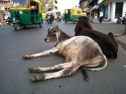 Copiii străzii de ce vacile fără adăpost au devenit o problemă în India