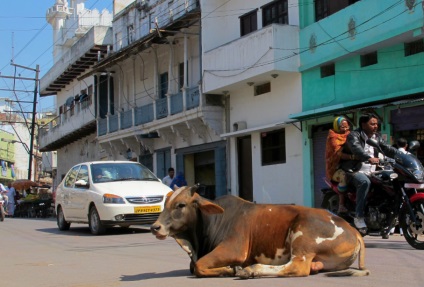 Copiii străzii de ce vacile fără adăpost au devenit o problemă în India