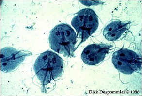 Biologie clasa 7 flagellates, infusoria