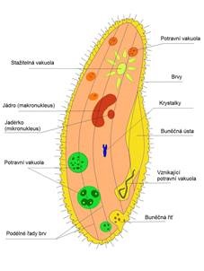A biológia 7 osztályú flagellates, infusoria