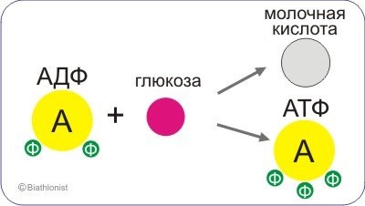 Biochimia muncii fizice