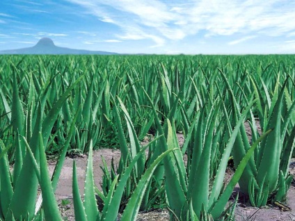 Aloe plante de afaceri la domiciliu, birou