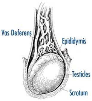 Durerea în testicule