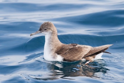 Burevestnik (procellariidae) leírás, fotó, érdekes tények