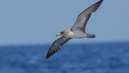 Буревестник (procellariidae) описание, снимки, интересни факти