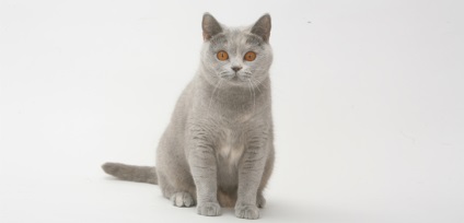 Care sunt diferențele dintre pisicile britanice și pisicile scoțiene cu privire la rasele de pisici și caracteristicile acestora în secțiune
