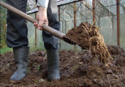 Decât să fertilizeze usturoiul când se plantează în primăvară și toamnă