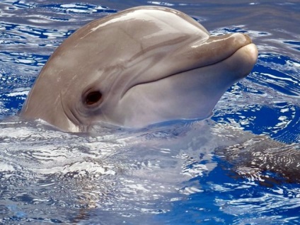 Delfinii din Marea Neagră - ceea ce știm despre ei, Crimeea