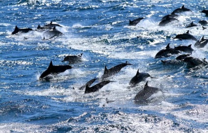 Delfinul Mării Negre