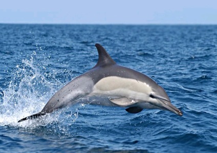 Delfinul Mării Negre