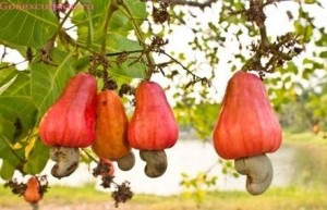 Cherry brandy licorice - rețetă