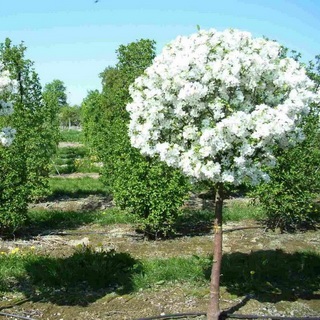 Ce este mai bine să plantați în zona suburbană