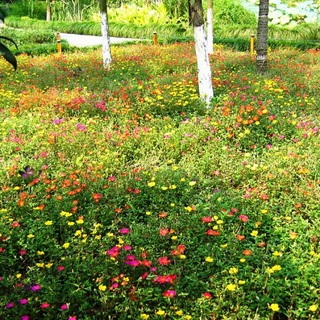 Ce este mai bine să plantați în zona suburbană