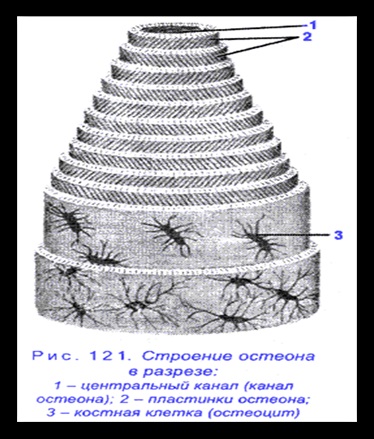 Citologie și histologie