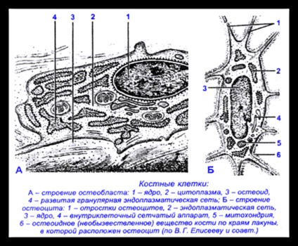 Citologie și histologie