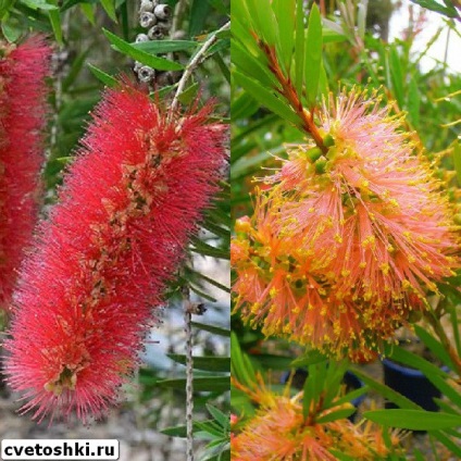 Callistemon цветя у дома си в лимон снимка, фин и prutovidny