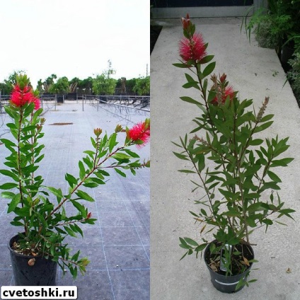 Callistemon цветя у дома си в лимон снимка, фин и prutovidny