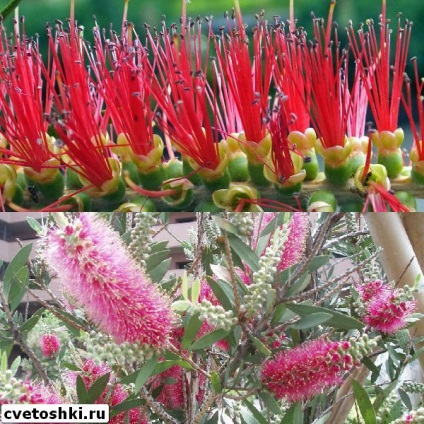 Callistemon цветя у дома си в лимон снимка, фин и prutovidny