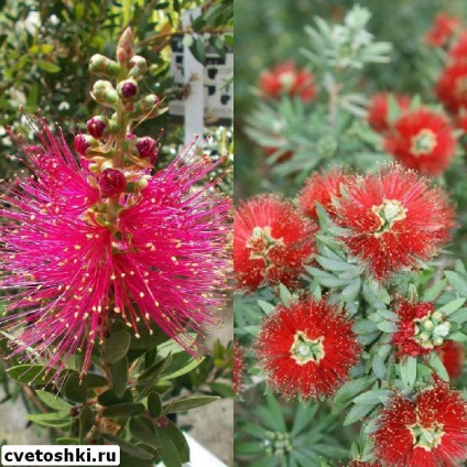 Callistemon цветя у дома си в лимон снимка, фин и prutovidny